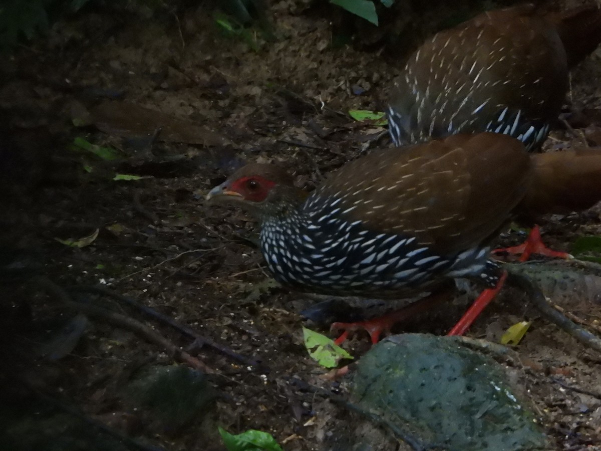 Silver Pheasant - ML641951429