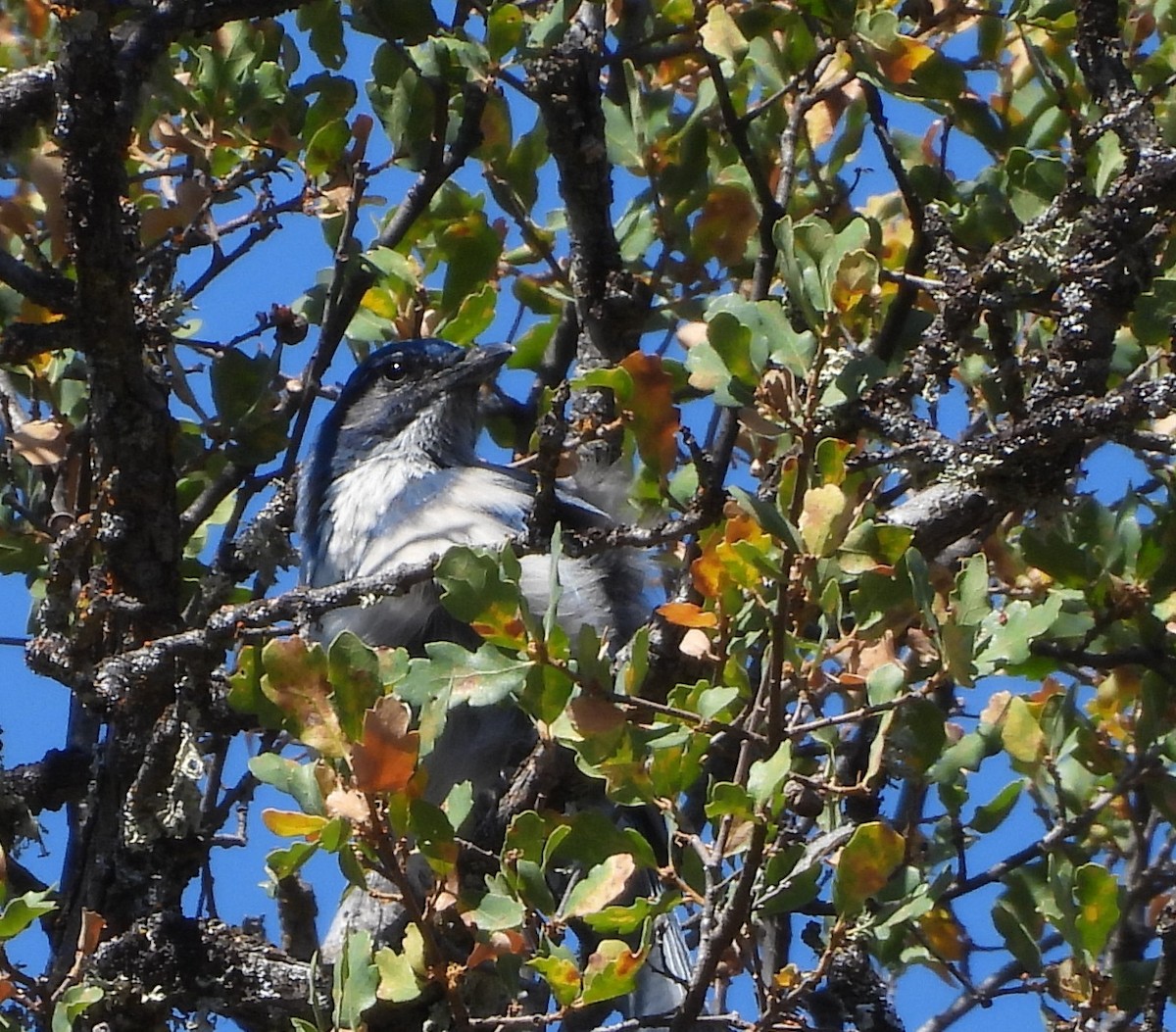 California Scrub-Jay - ML641951450