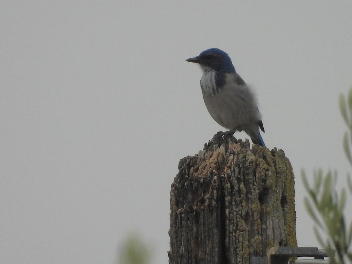 California Scrub-Jay - ML641951451