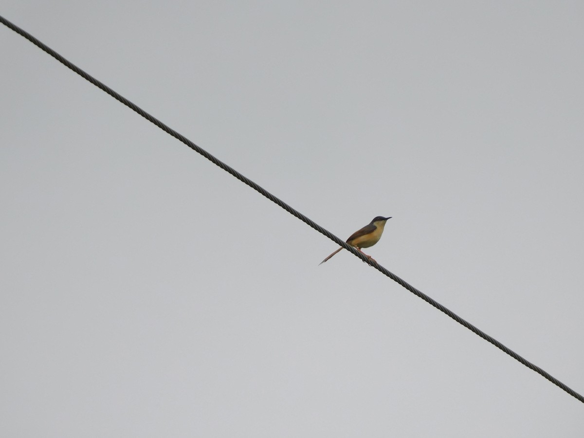 Ashy Prinia - ML641951457