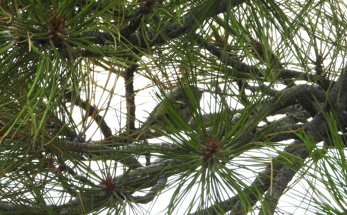 Ruby-crowned Kinglet - ML641951477