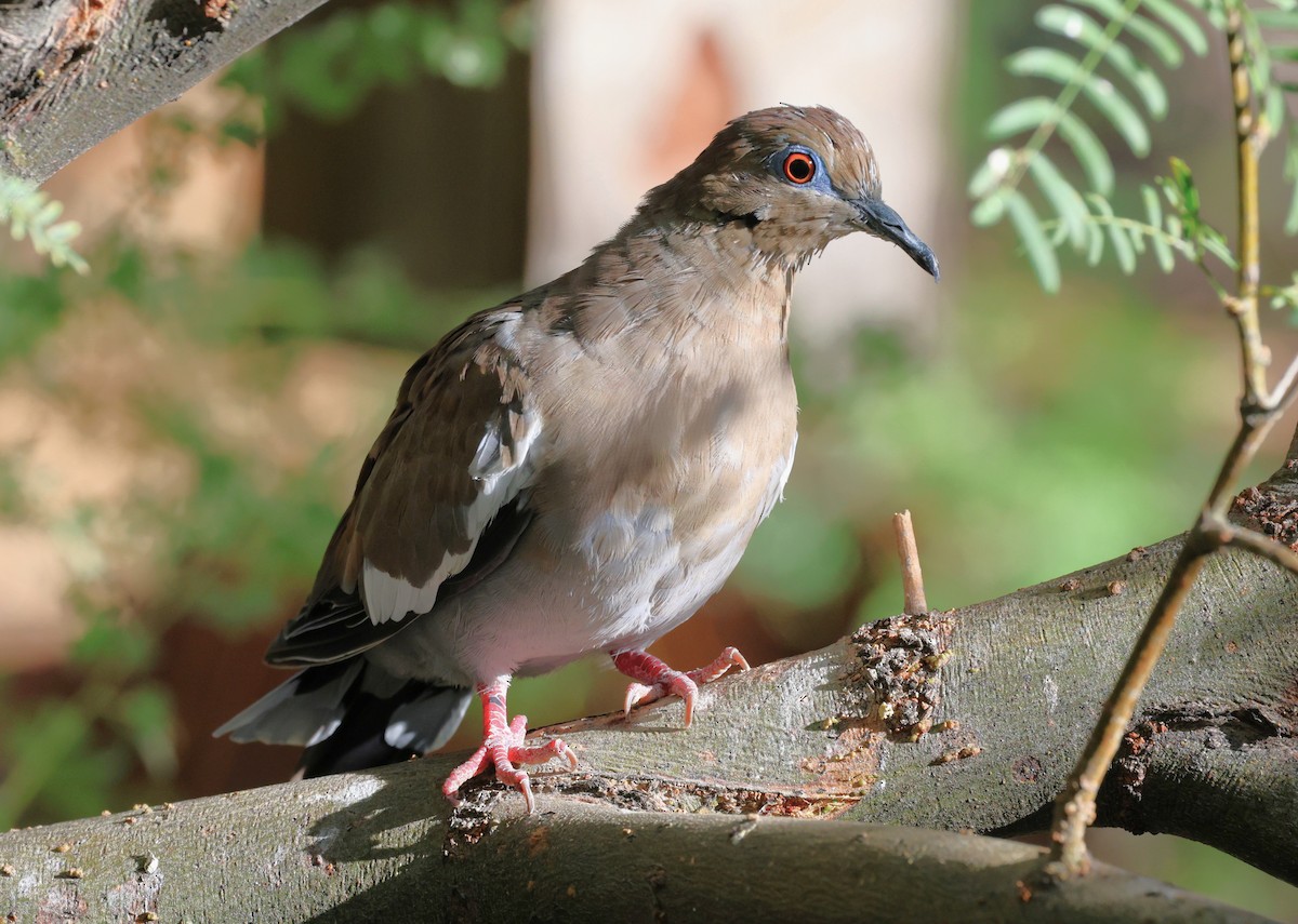White-winged Dove - ML641951495