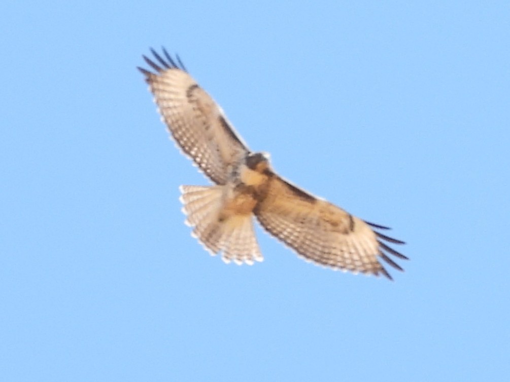 Red-tailed Hawk (calurus/alascensis) - ML641951511