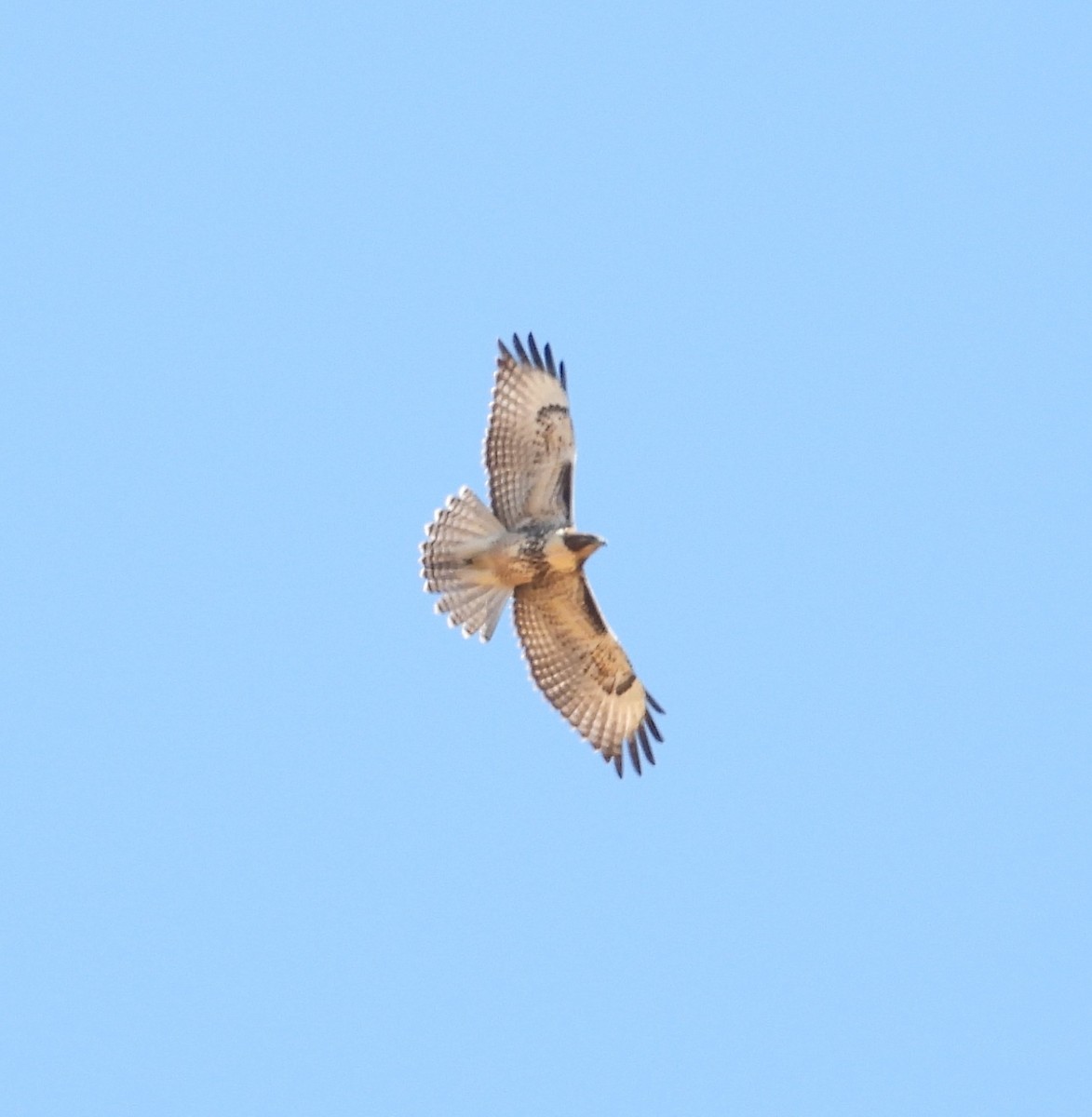 Red-tailed Hawk (calurus/alascensis) - ML641951512