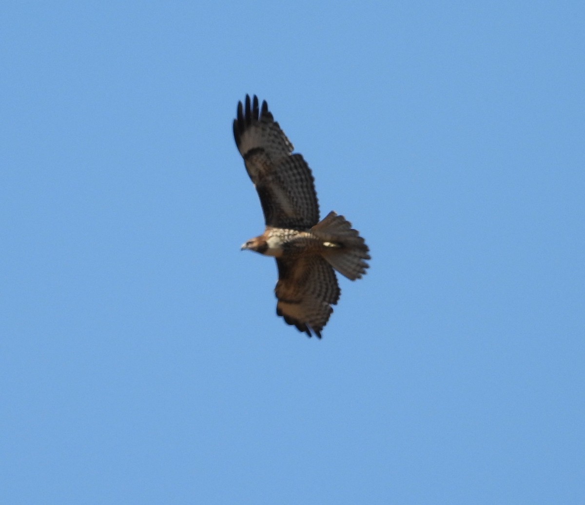 Red-tailed Hawk (calurus/alascensis) - ML641951514