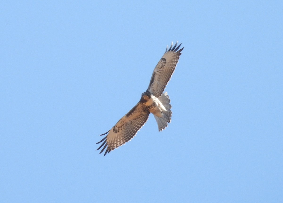 Red-tailed Hawk (calurus/alascensis) - ML641951515