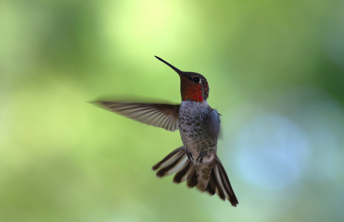 Anna's Hummingbird - ML641951525