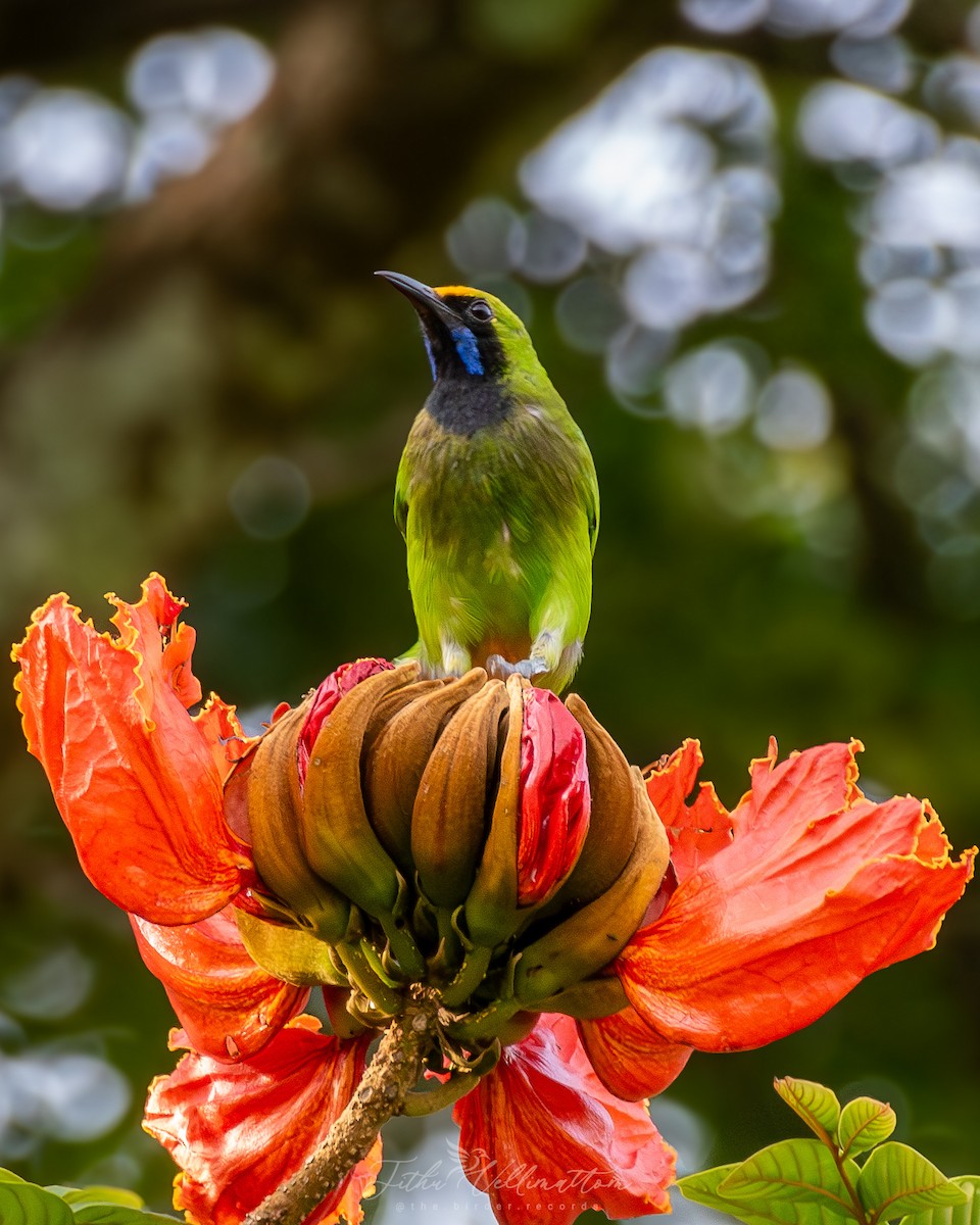 Golden-fronted Leafbird - ML641951568