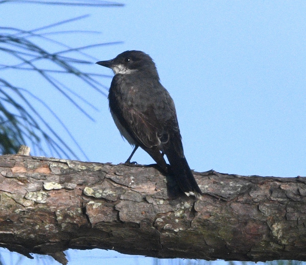Eastern Kingbird - ML641951569