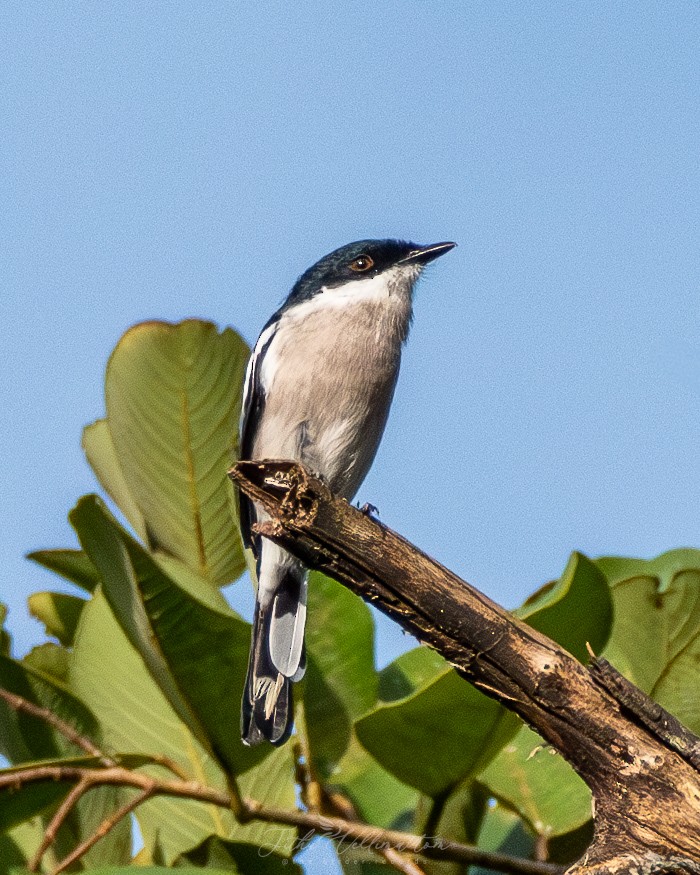 Bar-winged Flycatcher-shrike - ML641951574