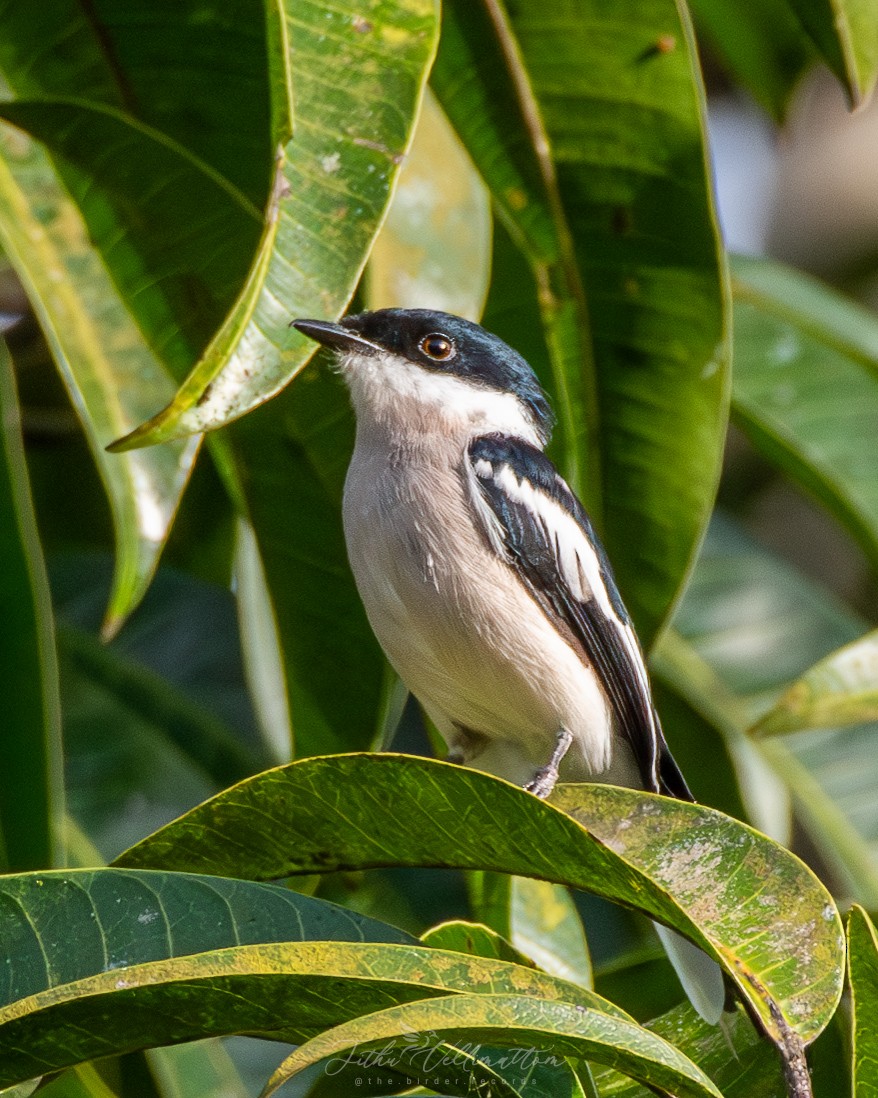Bar-winged Flycatcher-shrike - ML641951575