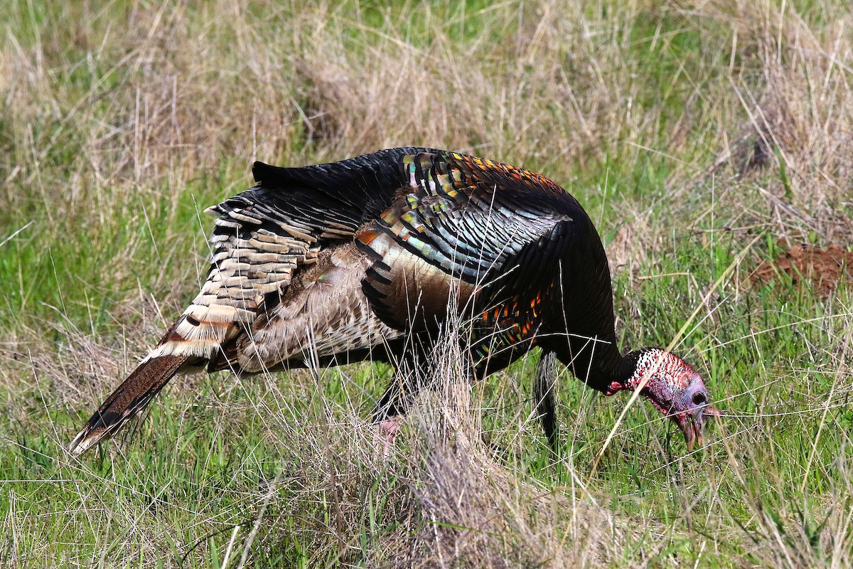 Wild Turkey - ML641951583