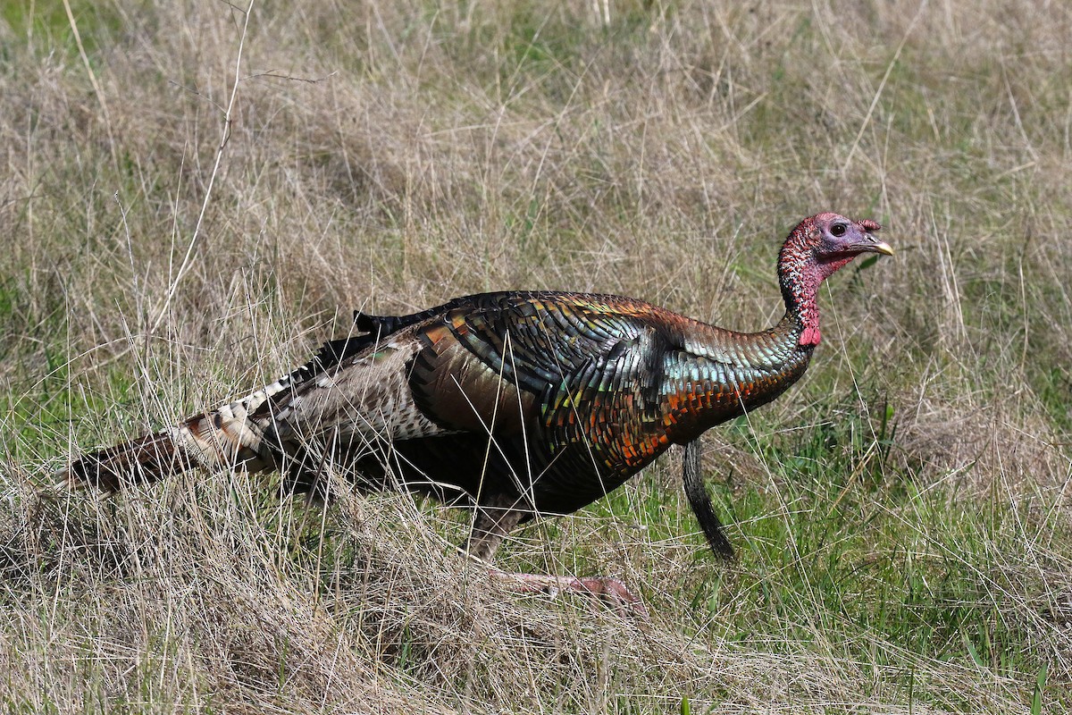 Wild Turkey - ML641951584