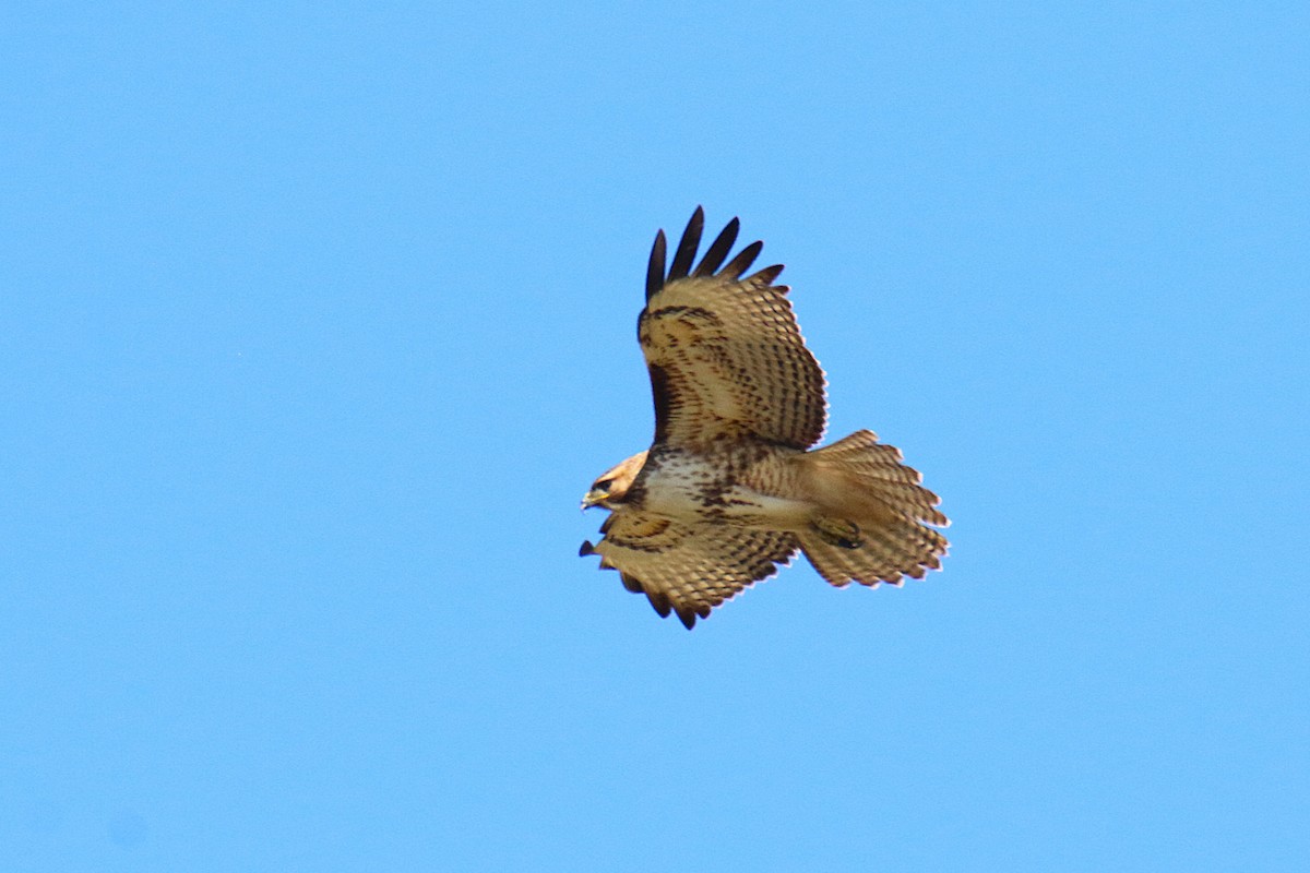 Red-tailed Hawk - ML641951610