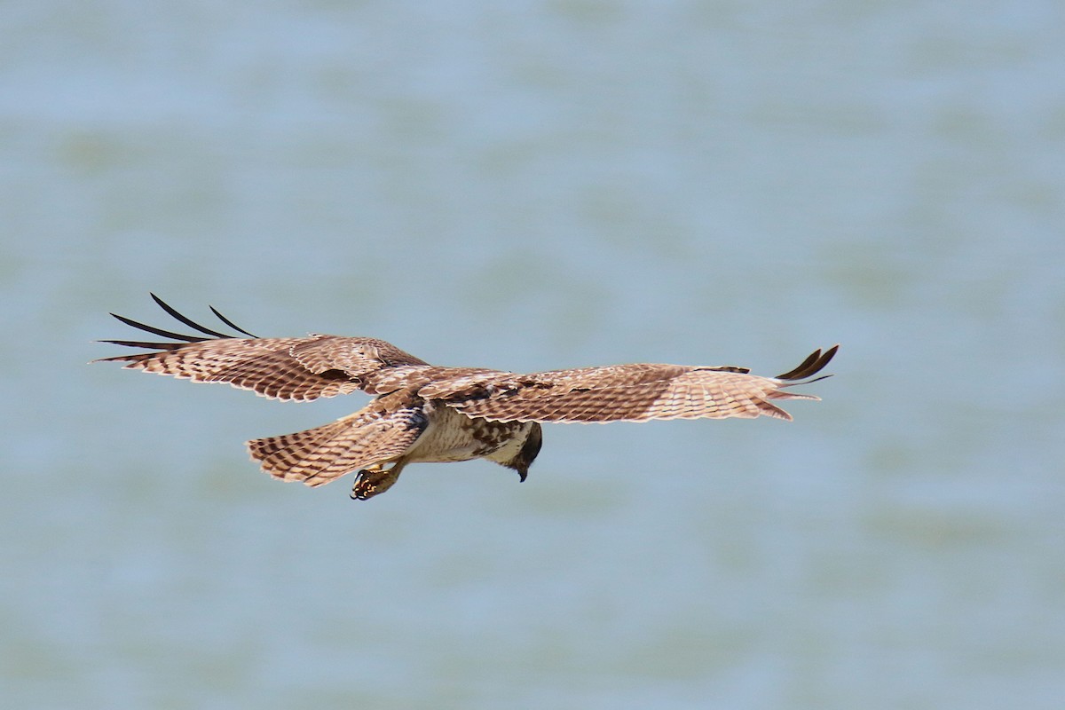Red-tailed Hawk - ML641951611