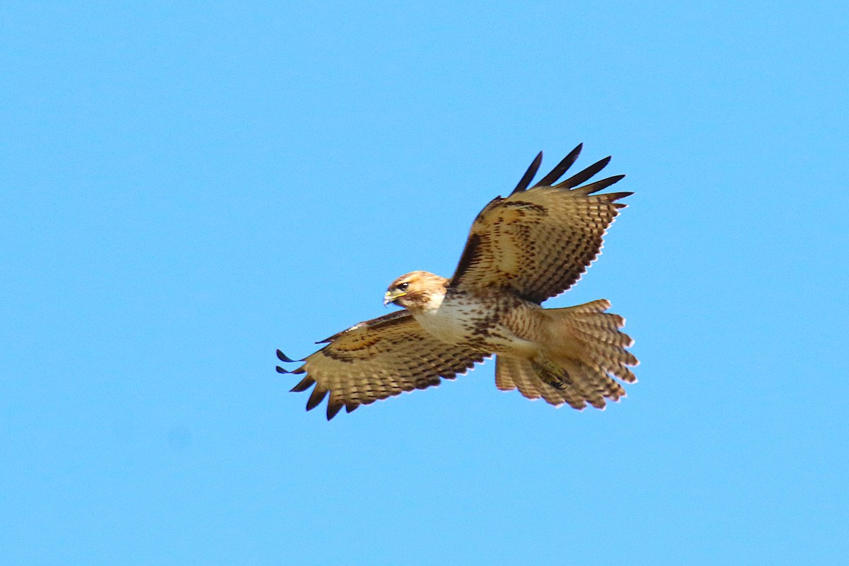 Red-tailed Hawk - ML641951612