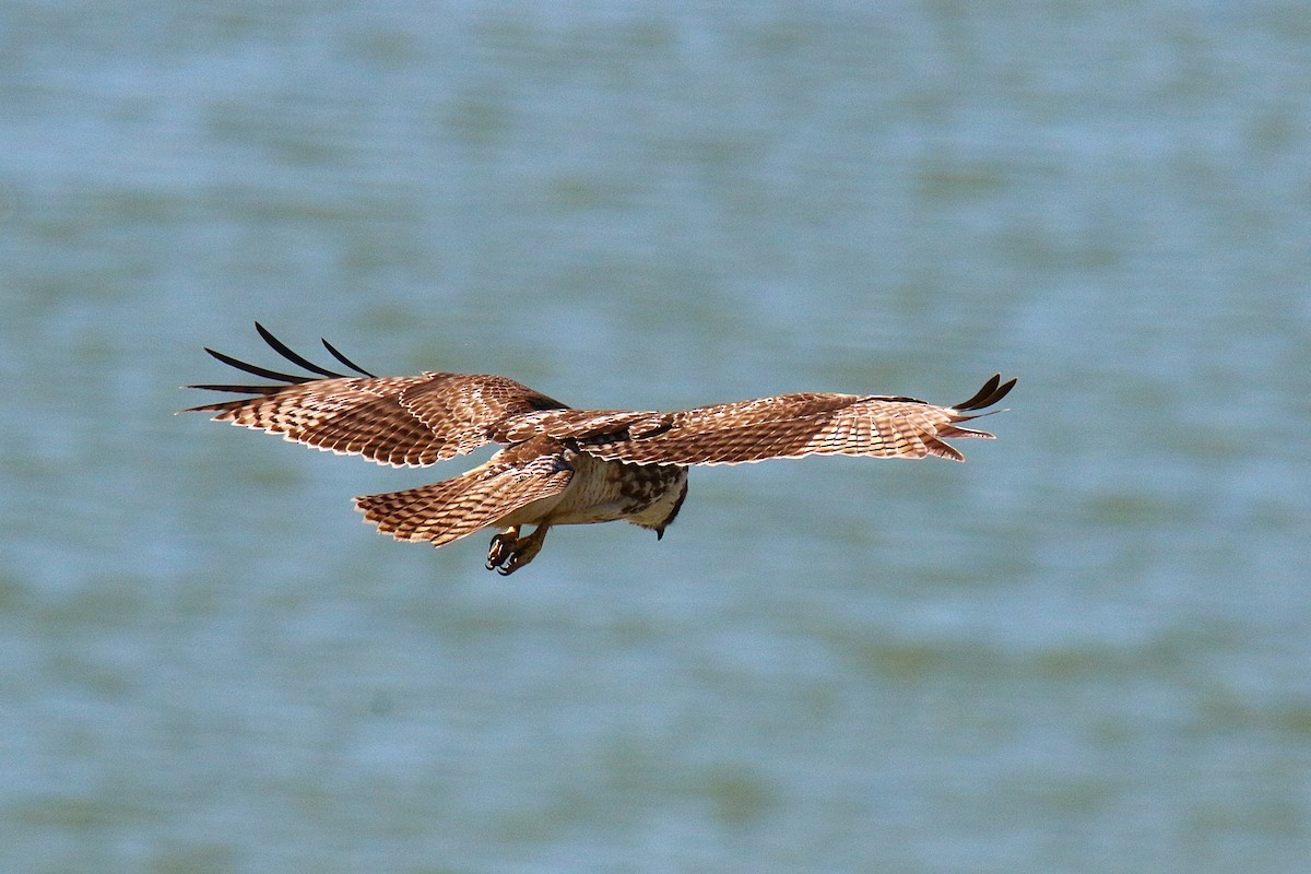 Red-tailed Hawk - ML641951613