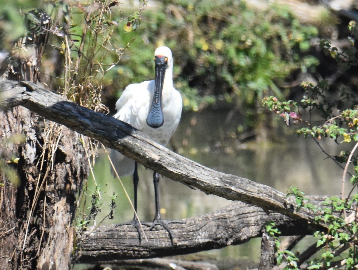 Royal Spoonbill - ML641951634