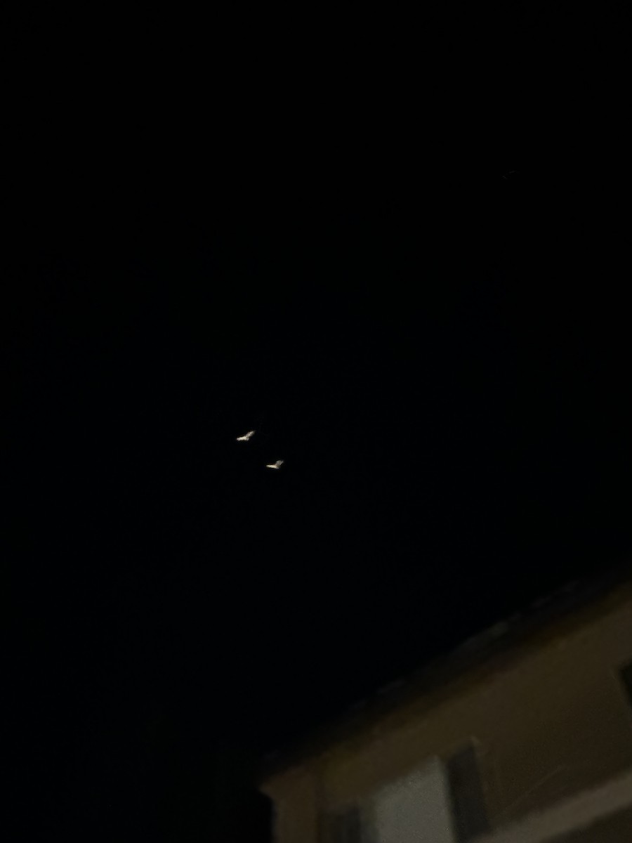 American Barn Owl - ML641951635