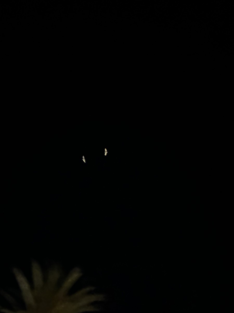 American Barn Owl - ML641951636