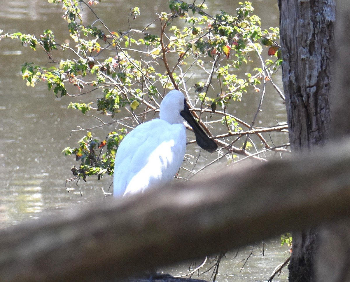 Royal Spoonbill - ML641951638