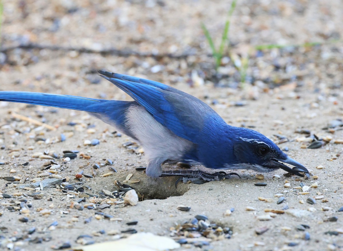 California Scrub-Jay - ML641951645