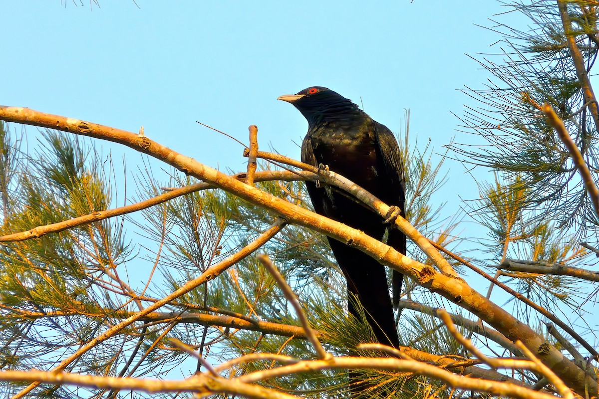 grånebbkoel - ML641951656