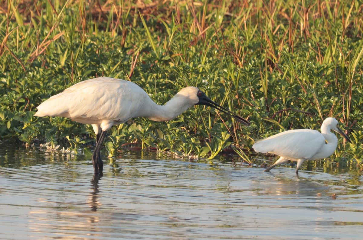 Royal Spoonbill - ML641951657