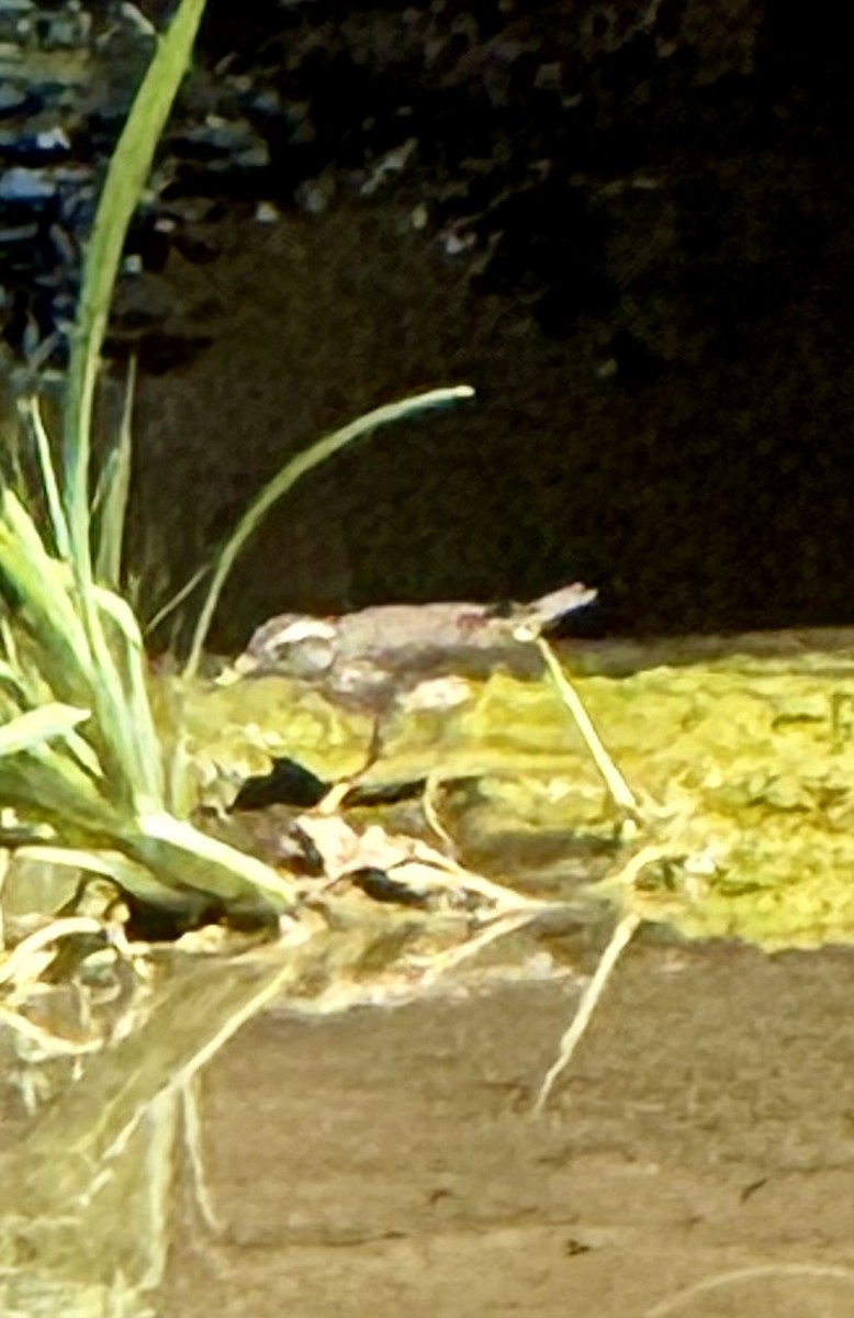 Louisiana Waterthrush - ML641951672