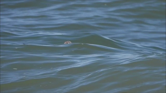 Sabine's Gull - ML641951682