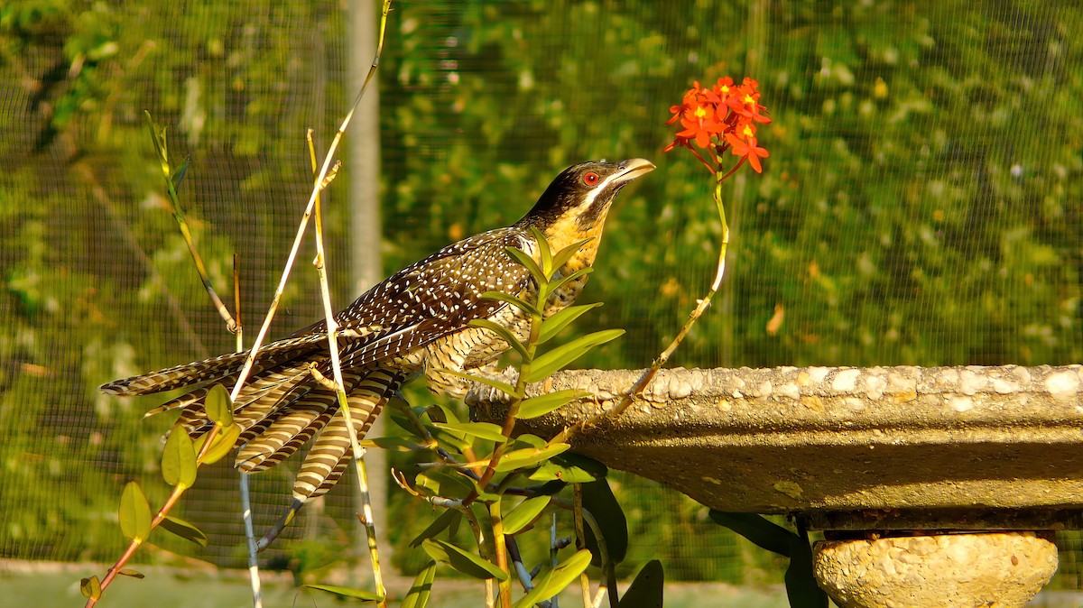 grånebbkoel - ML641951683