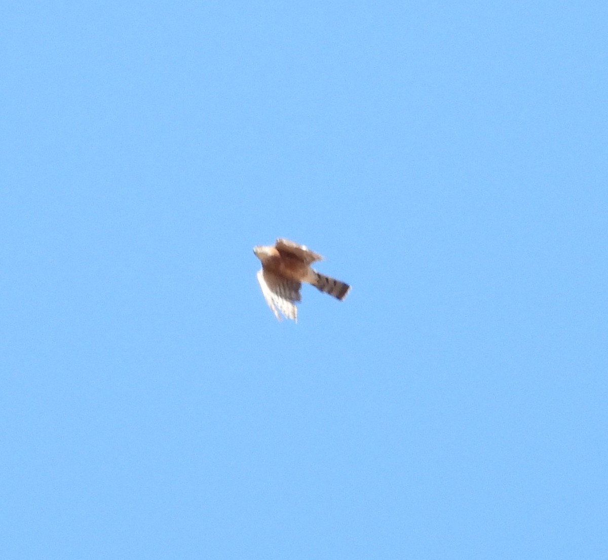 Sharp-shinned Hawk (Northern) - ML641951690