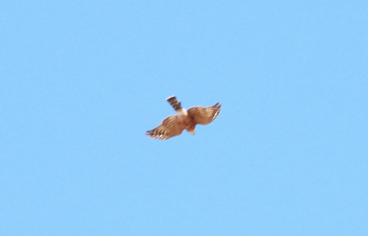 Sharp-shinned Hawk (Northern) - ML641951691