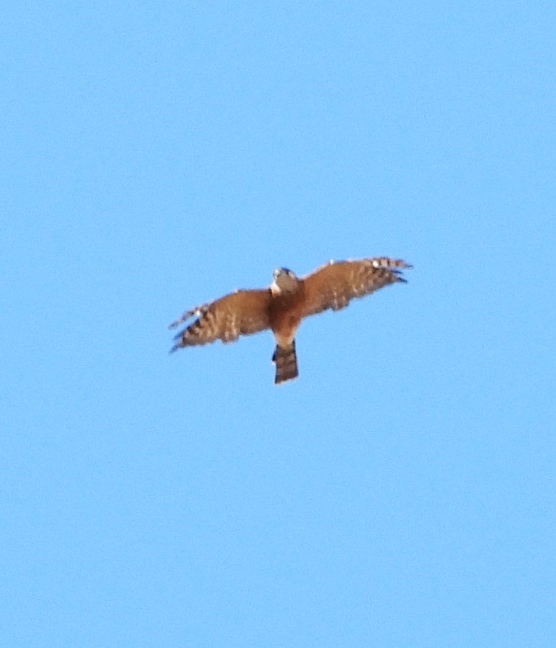 Sharp-shinned Hawk (Northern) - ML641951692