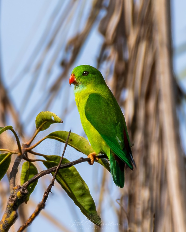 Vernal Hanging-Parrot - ML641951695