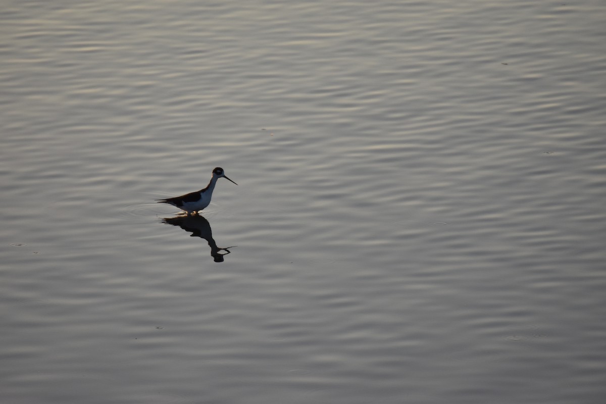 Black-necked Stilt - ML641951696