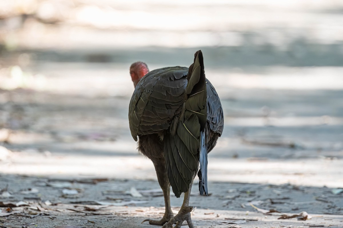 Australian Brushturkey - ML641951699