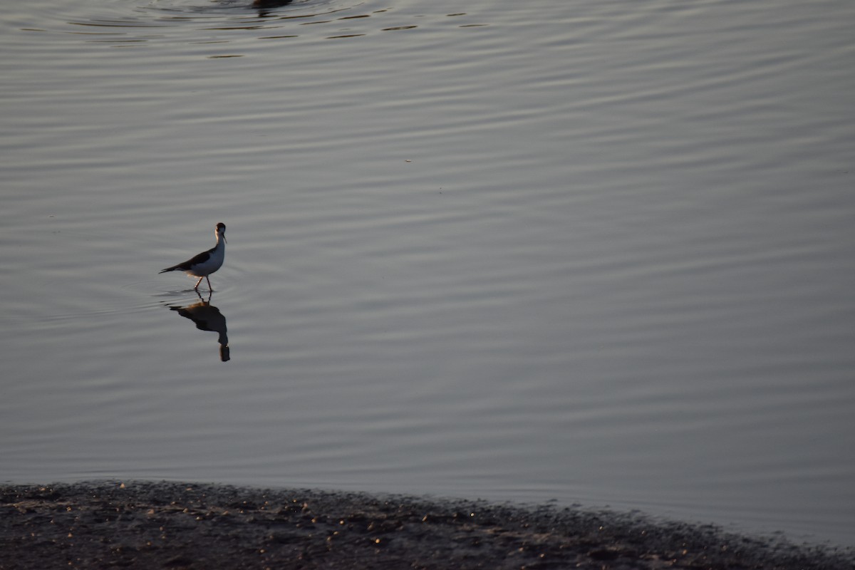 Black-necked Stilt - ML641951701