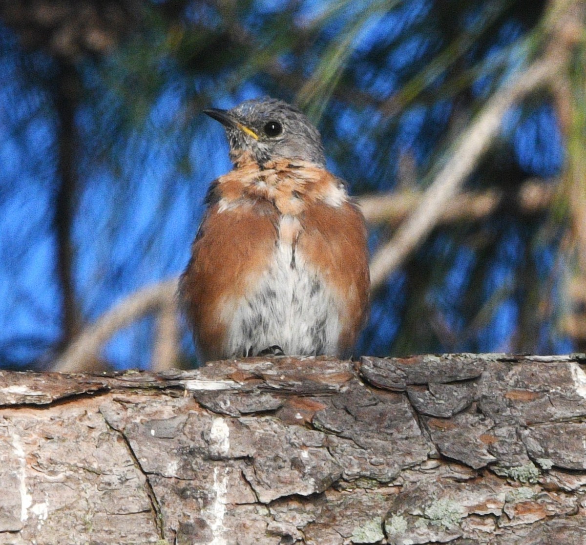 Eastern Bluebird - ML641951702
