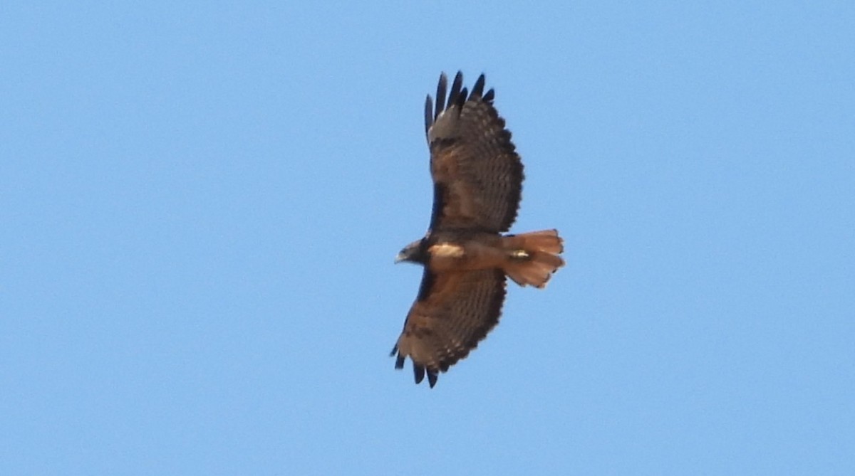 Red-tailed Hawk (calurus/alascensis) - ML641951710
