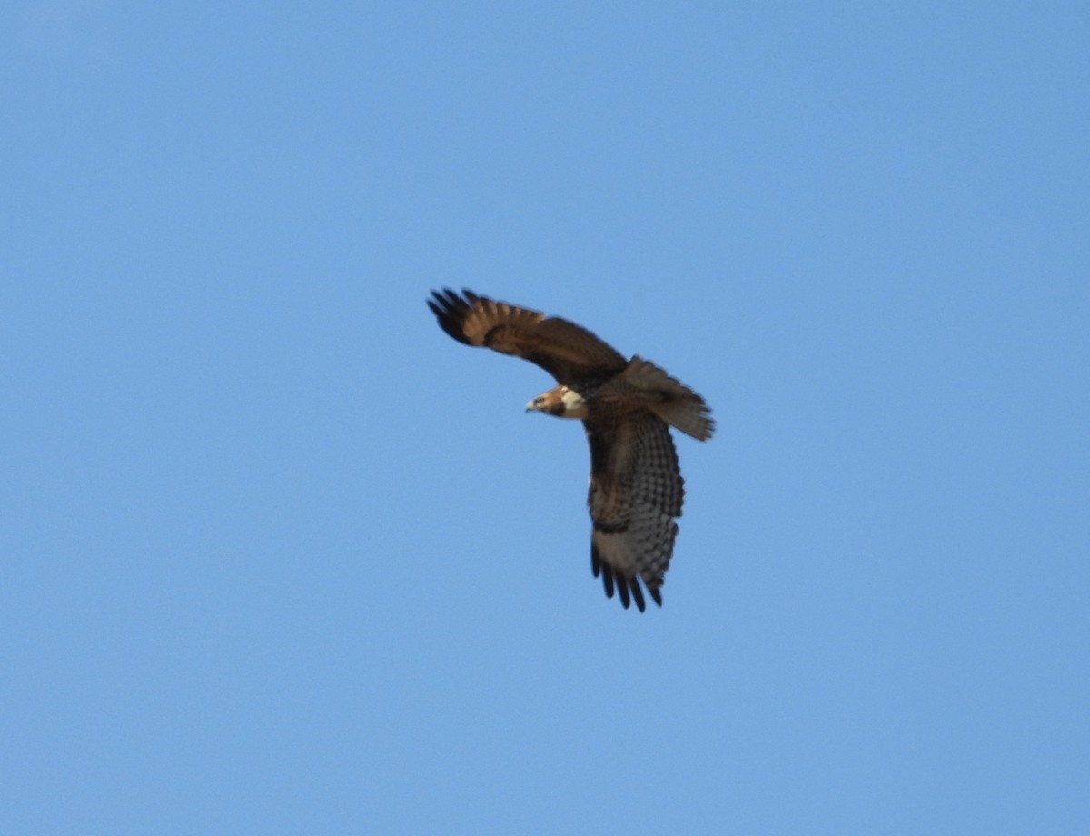 Red-tailed Hawk (calurus/alascensis) - ML641951711