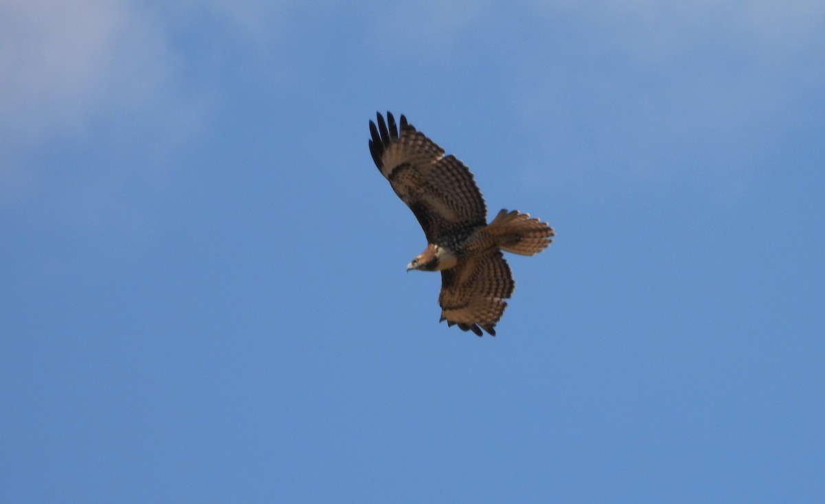 Red-tailed Hawk (calurus/alascensis) - ML641951712