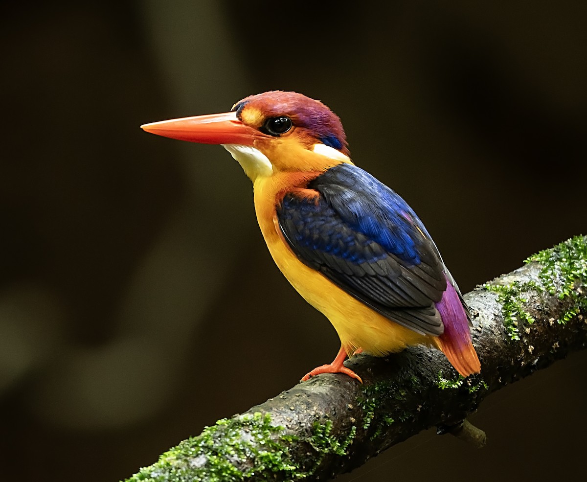 Black-backed Dwarf-Kingfisher - ML641951721