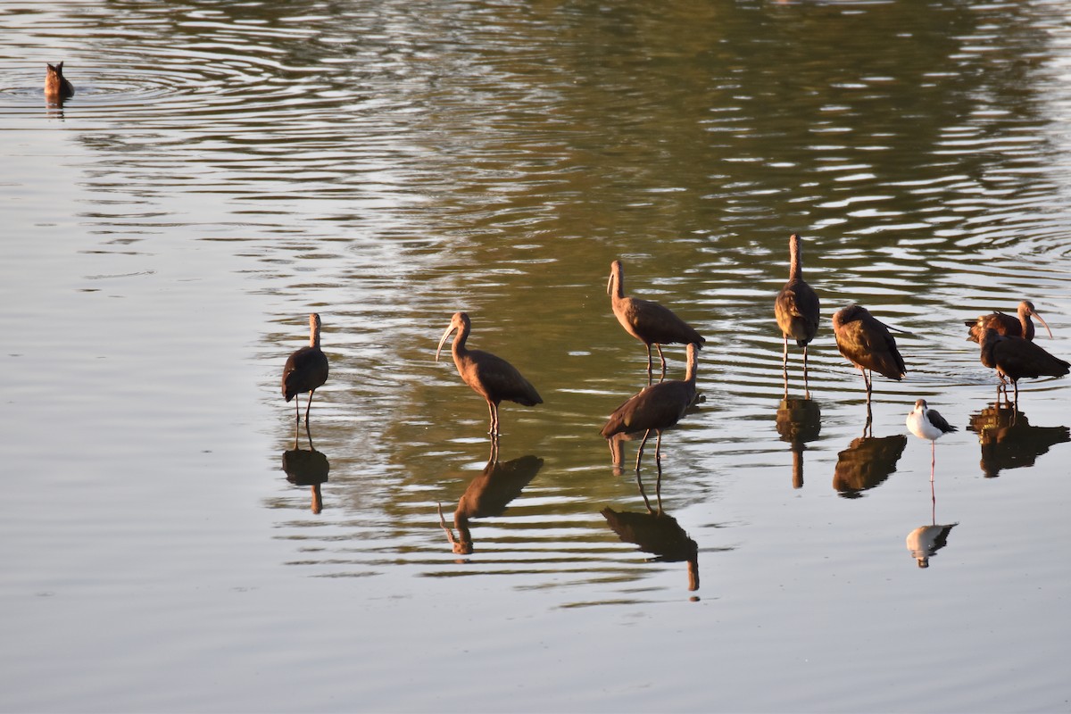 White-faced Ibis - ML641951722