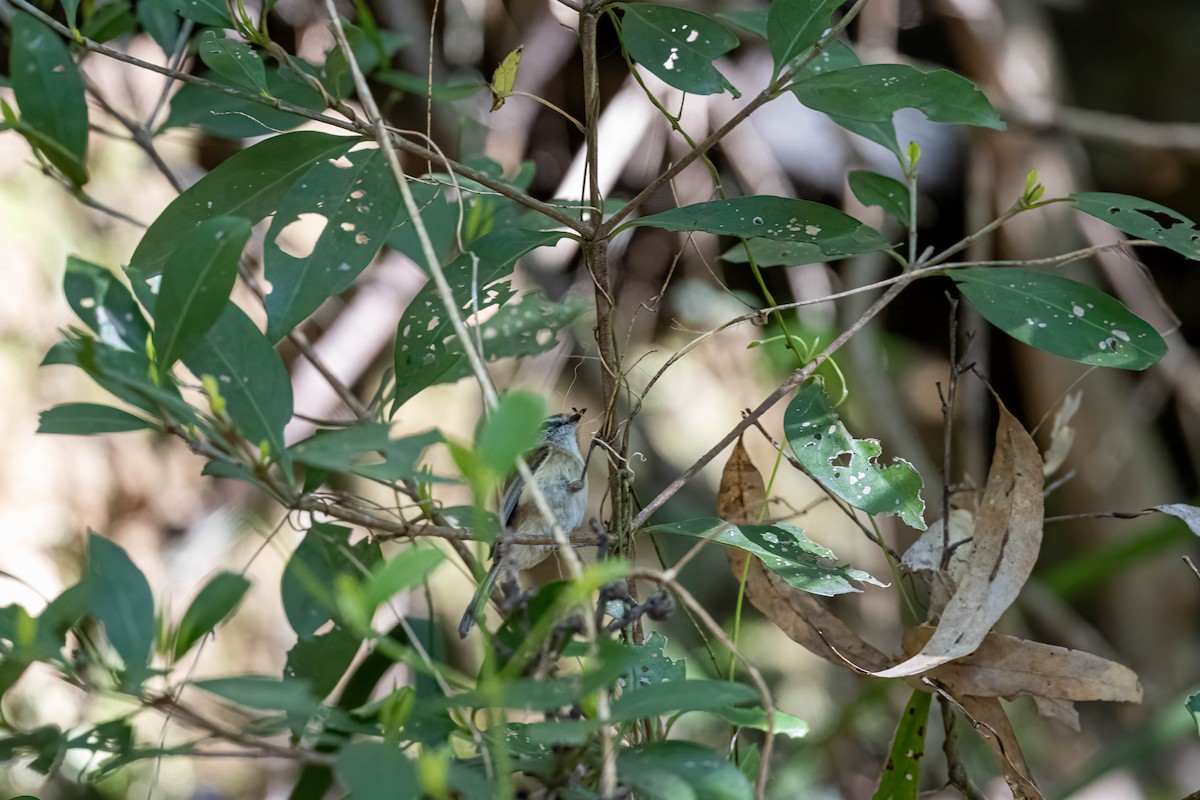 Brown Gerygone - ML641951744
