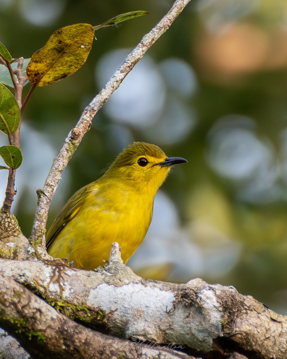 Yellow-browed Bulbul - ML641951747