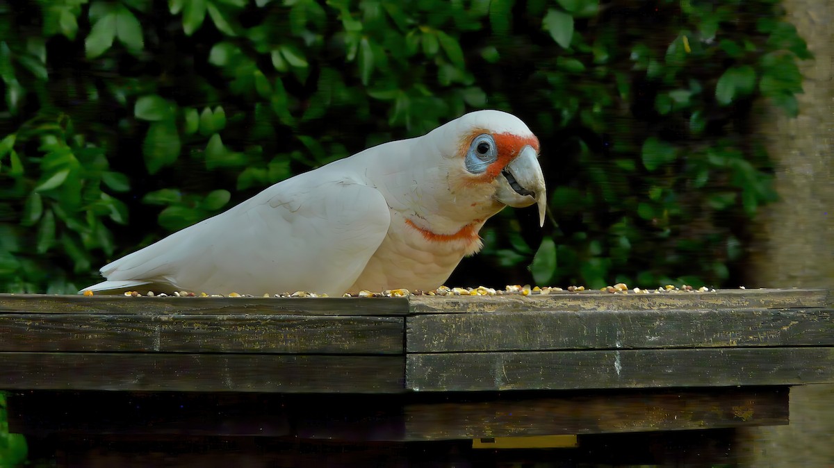 kakadu ostrozobý - ML641951748