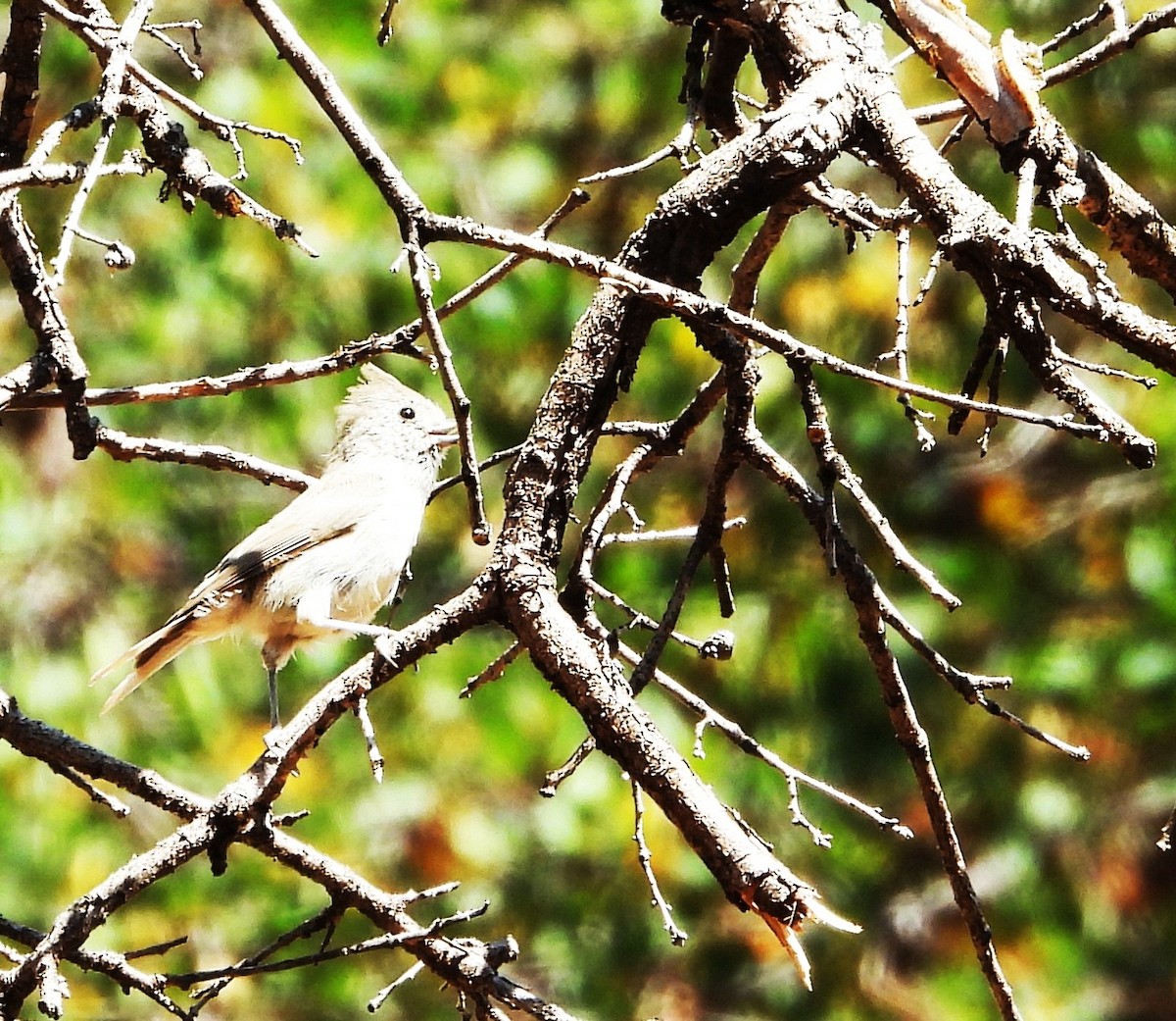 Oak Titmouse - ML641951755