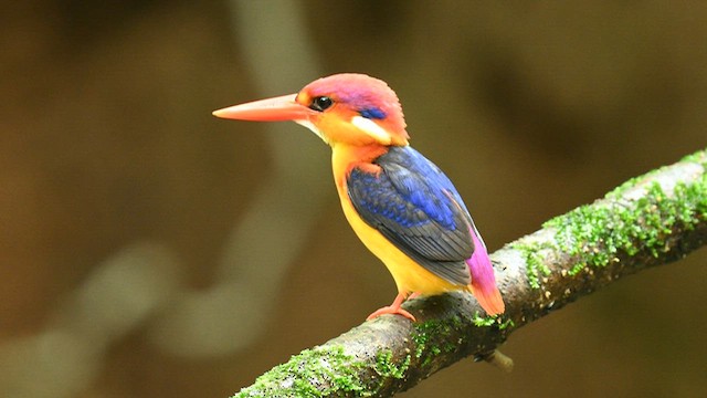 Black-backed Dwarf-Kingfisher - ML641951760