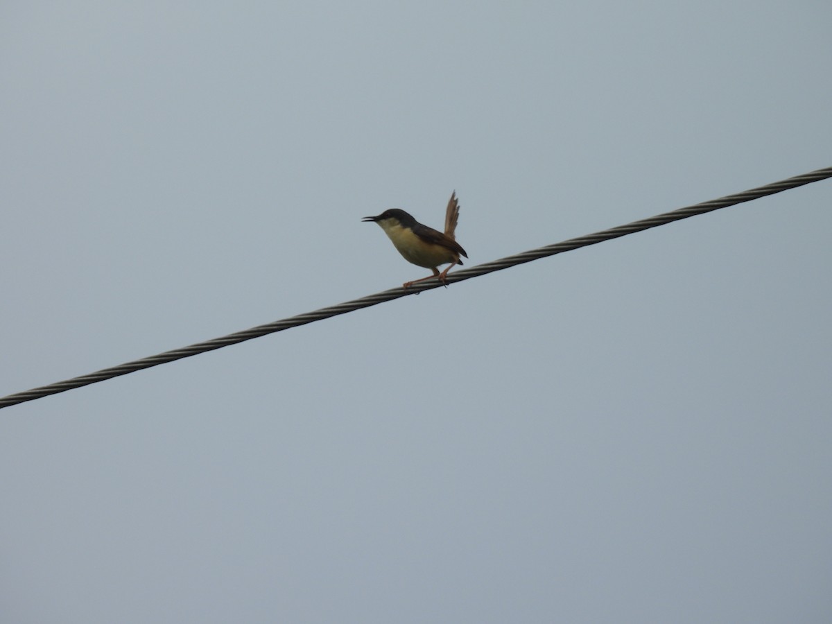Ashy Prinia - ML641951765
